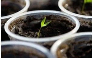 Février : quels semis au potager selon votre région (et la météo) ?