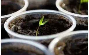 Février : quels semis au potager selon votre région (et la météo) ?