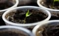 Février : quels semis au potager selon votre région (et la météo) ?