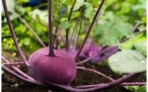 Semer le chou-rave ou chou-navet au potager