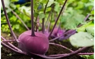 Semer le chou-rave ou chou-navet au potager
