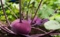 Semer le chou-rave ou chou-navet au potager