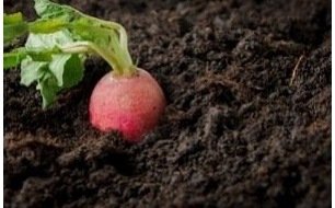 Les légumes primeurs : semez des cultures hâtives !