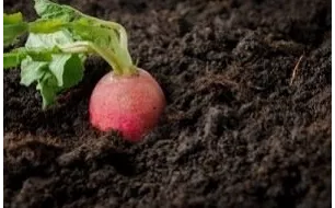 Les légumes primeurs : semez des cultures hâtives !