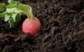 Les légumes primeurs : semez des cultures hâtives !
