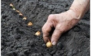 Que faire au potager en mars ? Quels semis ? Que faire au potager en mars ? Quels semis ?