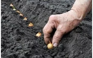 Que faire au potager en mars ? Quels semis ?