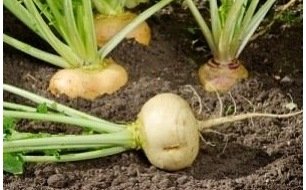 Cultiver le navet, un légume-racine qui se rappelle à notre table Cultiver le navet, un légume-racine qui se rappelle à notre table
