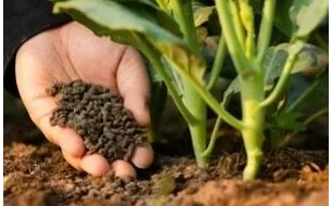 Les engrais organiques : quels bienfaits pour votre potager et vos fleurs ? 