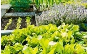 Pourquoi semer vos graines de légumes en respectant la rotation en potager ? Pourquoi semer vos graines de légumes en respectant la rotation en potager ?