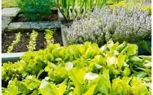 Pourquoi semer vos graines de légumes en respectant la rotation en potager ?