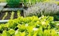 Pourquoi semer vos graines de légumes en respectant la rotation en potager ?
