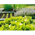 Pourquoi semer vos graines de légumes en respectant la rotation en potager ?