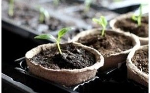 Semis de légumes au potager en avril, sous abri ou en pleine terre Semis de légumes au potager en avril, sous abri ou en pleine terre