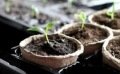 Semis de légumes au potager en avril, sous abri ou en pleine terre