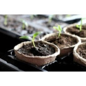 Semis de légumes au potager en avril, sous abri ou en pleine terre