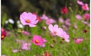 Semez des cosmos, une fleur mellifère et très colorée Semez des cosmos, une fleur mellifère et très colorée