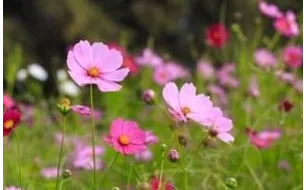 Semez des cosmos, une fleur mellifère et très colorée