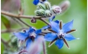 La bourrache : une plante condimentaire à semer sans compter! La bourrache : une plante condimentaire à semer sans compter!