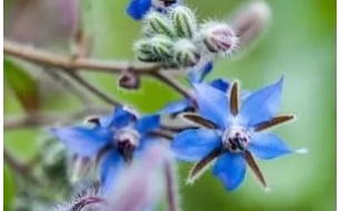 La bourrache : une plante condimentaire à semer sans compter!