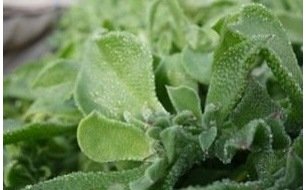 Semer la ficoïde glaciale, un légume ancien remis au goût du jour Semer la ficoïde glaciale, un légume ancien remis au goût du jour