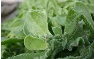 Semer la ficoïde glaciale, un légume ancien remis au goût du jour