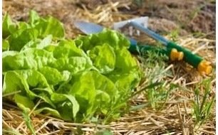 Quels semis faire au jardin durant le mois de mai ?  Quels semis faire au jardin durant le mois de mai ?