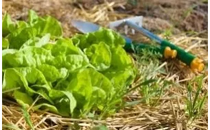 Quels semis faire au jardin durant le mois de mai ? 