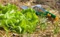 Quels semis faire au jardin durant le mois de mai ? 