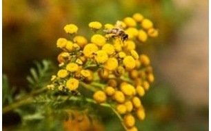 Semer la fleur de tanaisie : la santé dans votre jardin ! Semer la fleur de tanaisie : la santé dans votre jardin !