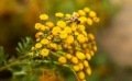 Semer la fleur de tanaisie : la santé dans votre jardin !