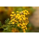 Semer la fleur de tanaisie : la santé dans votre jardin !