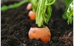 La carotte, un légume-racine intéressant à semer au potager La carotte, un légume-racine intéressant à semer au potager