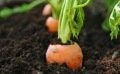 La carotte, un légume-racine intéressant à semer au potager