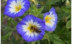 Semer des belles de jour pour une longue floraison assurée ! Semer des belles de jour pour une longue floraison assurée !