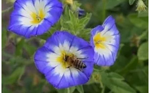 Semer des belles de jour pour une longue floraison assurée !