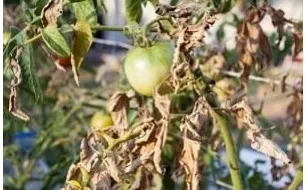 Le mildiou : comment prévenir et traiter cette maladie ?