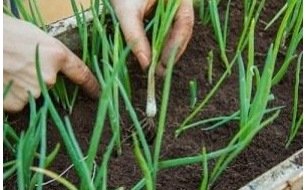 Votre jardin en juin : quels semis et travaux réaliser ? Votre jardin en juin : quels semis et travaux réaliser ?