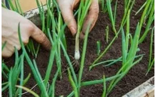 Votre jardin en juin : quels semis et travaux réaliser ?