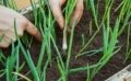 Votre jardin en juin : quels semis et travaux réaliser ?