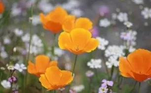 L’Eschscholtzia, une jolie fleur aux vertus sédatives 