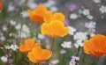 L’Eschscholtzia, une jolie fleur aux vertus sédatives 
