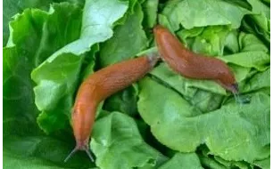 Limaces et escargots au jardin : quelles solutions naturelles ou bio ? 