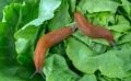 Limaces et escargots au jardin : quelles solutions naturelles ou bio ? 