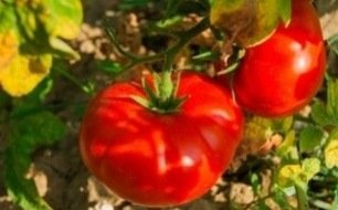 Quels semis et récoltes de légumes au potager en juillet ? Quels semis et récoltes de légumes au potager en juillet ?