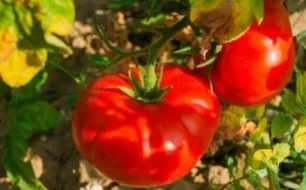 Quels semis et récoltes de légumes au potager en juillet ?
