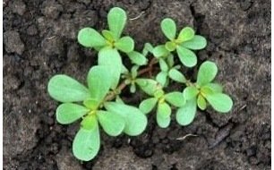 Le pourpier doré, cette salade ancienne riche en oméga-3 Le pourpier doré, cette salade ancienne riche en oméga-3