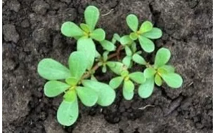 Le pourpier doré, cette salade ancienne riche en oméga-3