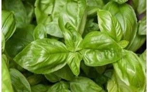 Comment réussir son basilic en pot ou en pleine terre ? Comment réussir son basilic en pot ou en pleine terre ?
