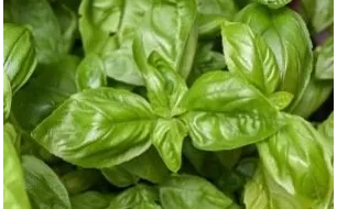 Comment réussir son basilic en pot ou en pleine terre ?